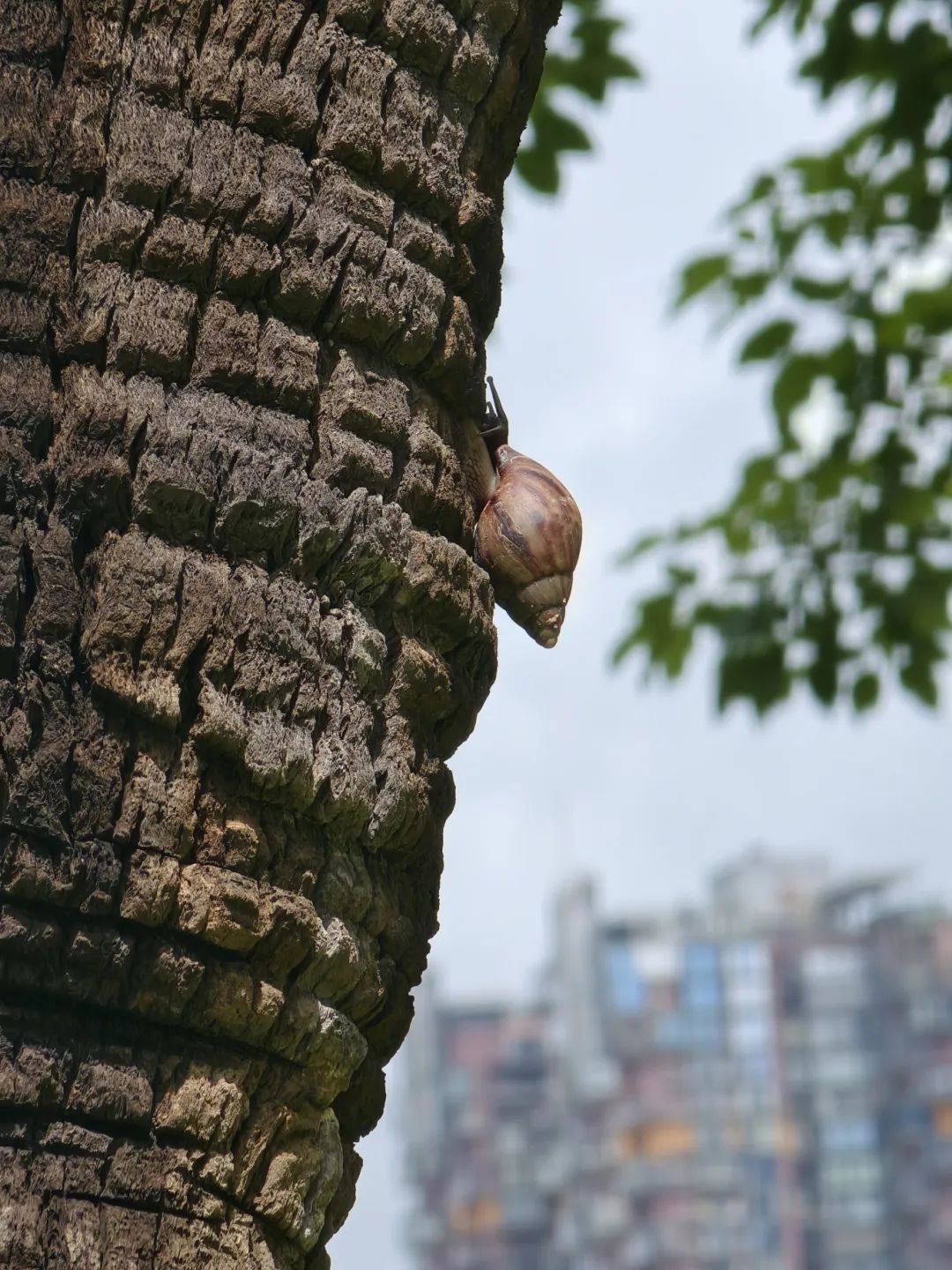 路边大量出现！厦门多人遇到！别碰别捡别吃！有致命危害→