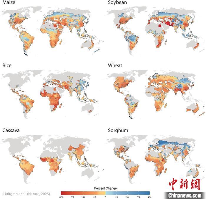 气候变化对主食作物有何影响?研究评估称或致严重产量损失 气候变化对主食作物有何影响?研究评估称或致严重产量损失