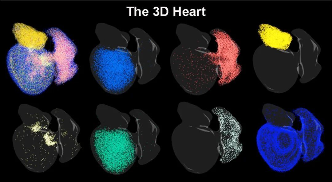 人类梦想的超能力!4厘米小鱼暗藏“不死之心” 人类梦想的超能力!4厘米小鱼暗藏“不死之心”