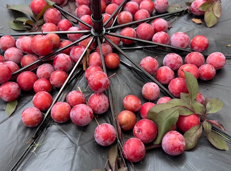 不要摘!不要吃!上海街头正大量出现 不要摘!不要吃!上海街头正大量出现