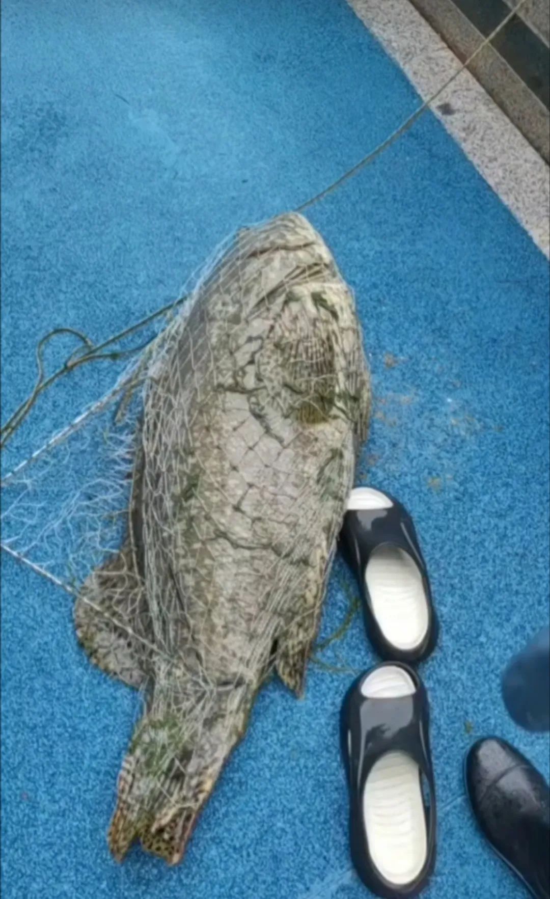 厦门一男子钓到了72斤重的石斑鱼,被人3000元买走,网友炸锅了...... 厦门一男子钓到了72斤重的石斑鱼,被人3000元买走,网友炸锅了......