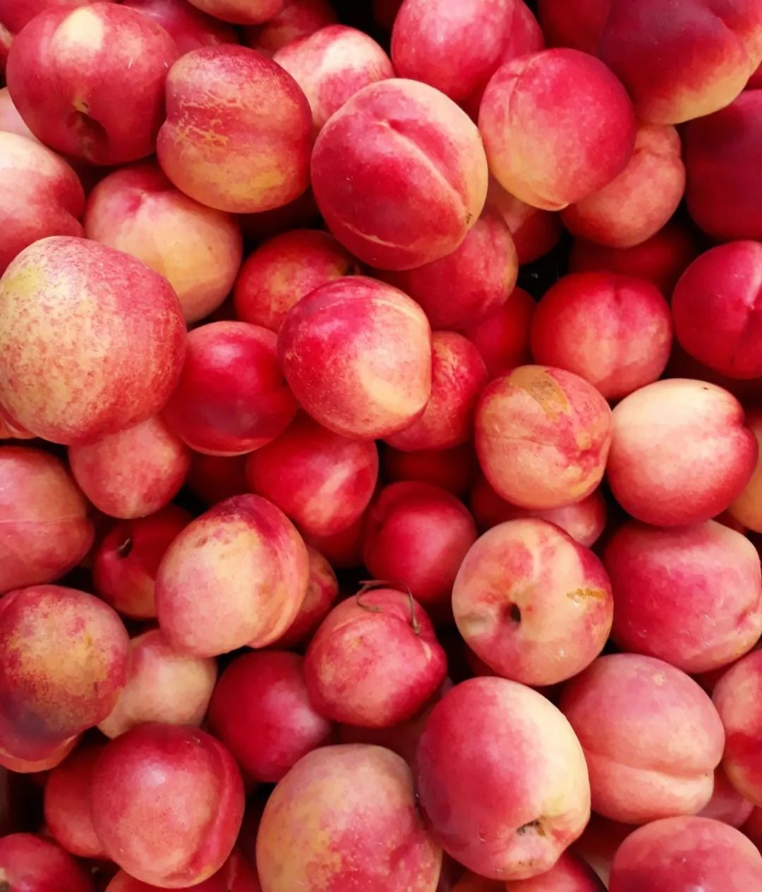 这种常见水果含水量很高,关键还稳血糖、不怕胖,适合全家人吃 这种常见水果含水量很高,关键还稳血糖、不怕胖,适合全家人吃