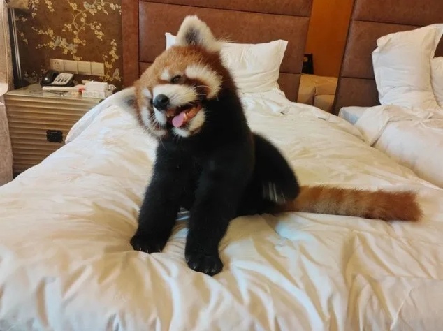 重庆一酒店小熊猫叫早服务引发争议,已被叫停! 重庆一酒店小熊猫叫早服务引发争议,已被叫停!