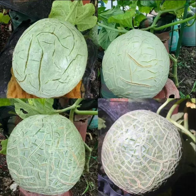 哈密瓜的纹路居然是“胖”出来的 好不好吃看它就行了