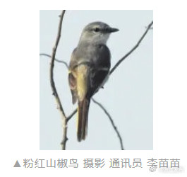 新纪录+3!舟山鸟类“朋友圈”再扩容 新纪录+3!舟山鸟类“朋友圈”再扩容