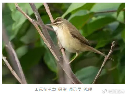 新纪录+3!舟山鸟类“朋友圈”再扩容 新纪录+3!舟山鸟类“朋友圈”再扩容