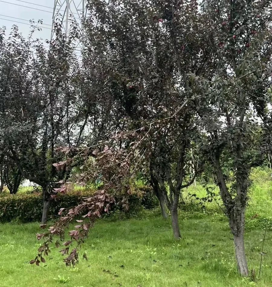 不要摘!不要吃!上海街头正大量出现 不要摘!不要吃!上海街头正大量出现