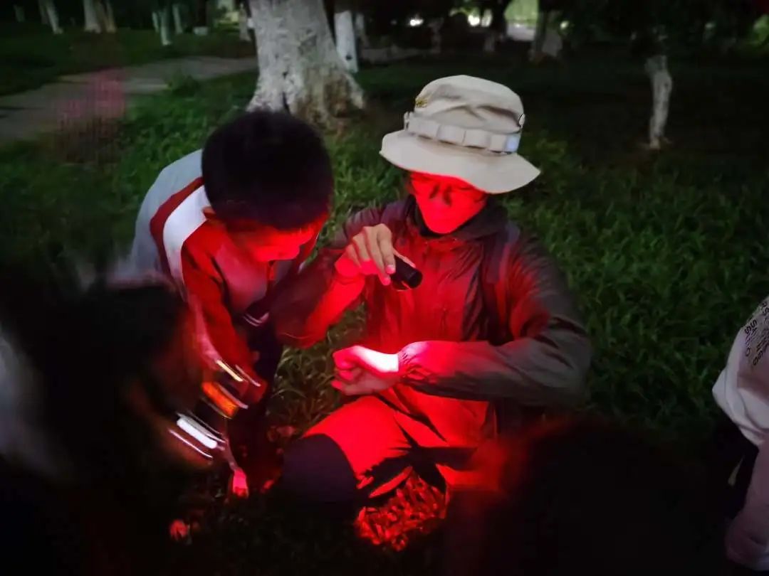 广州萤火虫比往年少？紧急呼吁：别再捉了！