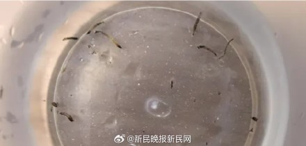 女童持续呕吐活虫超1个月，元凶竟是卫生间小黑虫