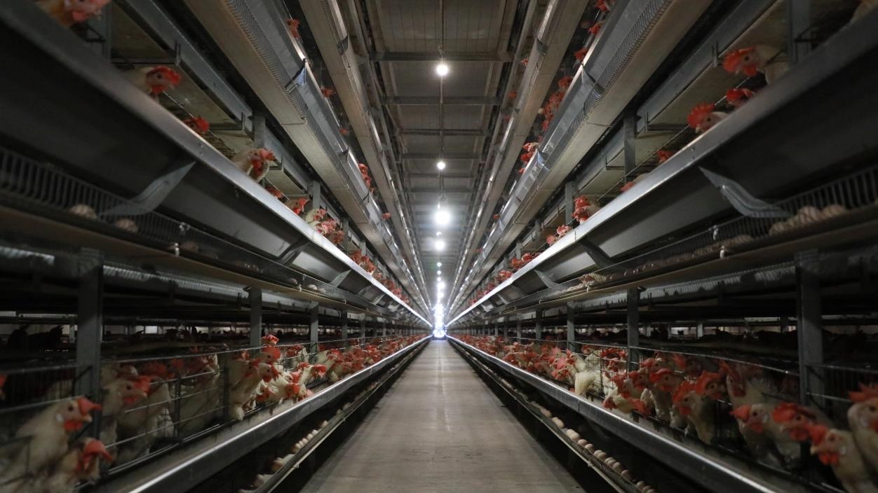 贵州：一枚小鸡蛋撬动乡村振兴大产业