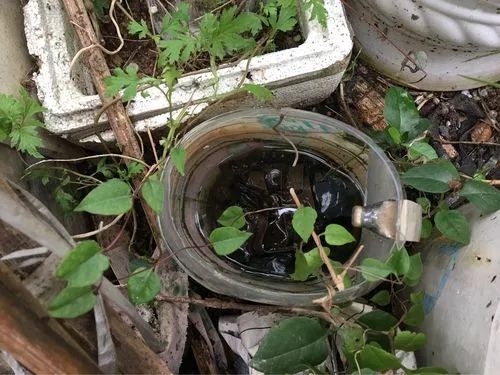 每10处积水可能孳生200只蚊子，居家快自查→