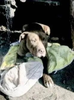 四川一“偷狗惯犯”监外执行期再作案,4天盗4犬获刑一年八月 四川一“偷狗惯犯”监外执行期再作案,4天盗4犬获刑一年八月