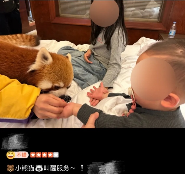 重庆一酒店小熊猫叫早服务引发争议,已被叫停! 重庆一酒店小熊猫叫早服务引发争议,已被叫停!