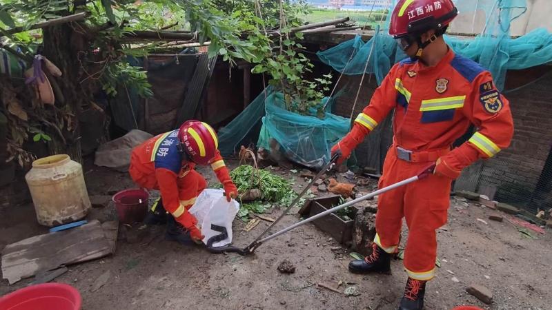 江西九江:消防员成功捕获“潜伏”在鸡舍的眼镜蛇 江西九江:消防员成功捕获“潜伏”在鸡舍的眼镜蛇
