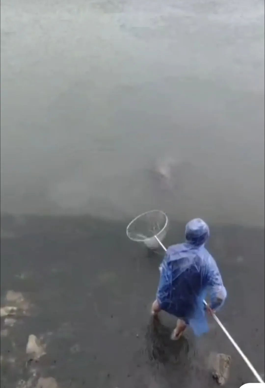 厦门一男子钓到了72斤重的石斑鱼,被人3000元买走,网友炸锅了...... 厦门一男子钓到了72斤重的石斑鱼,被人3000元买走,网友炸锅了......