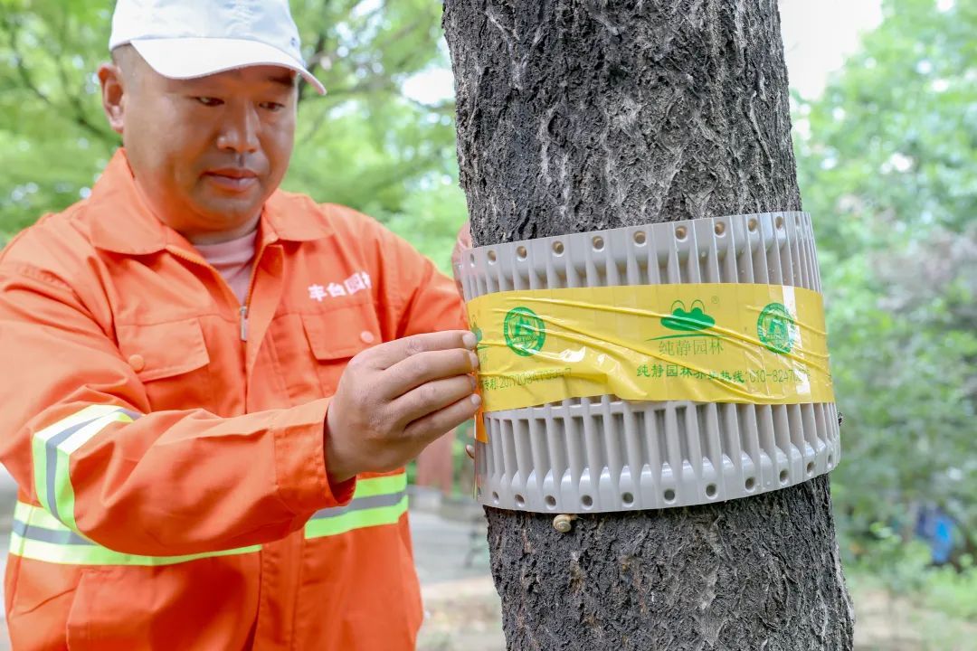 幼虫几天吃光一棵树的树叶!为了它,北京全市设立3222个监测点 幼虫几天吃光一棵树的树叶!为了它,北京全市设立3222个监测点