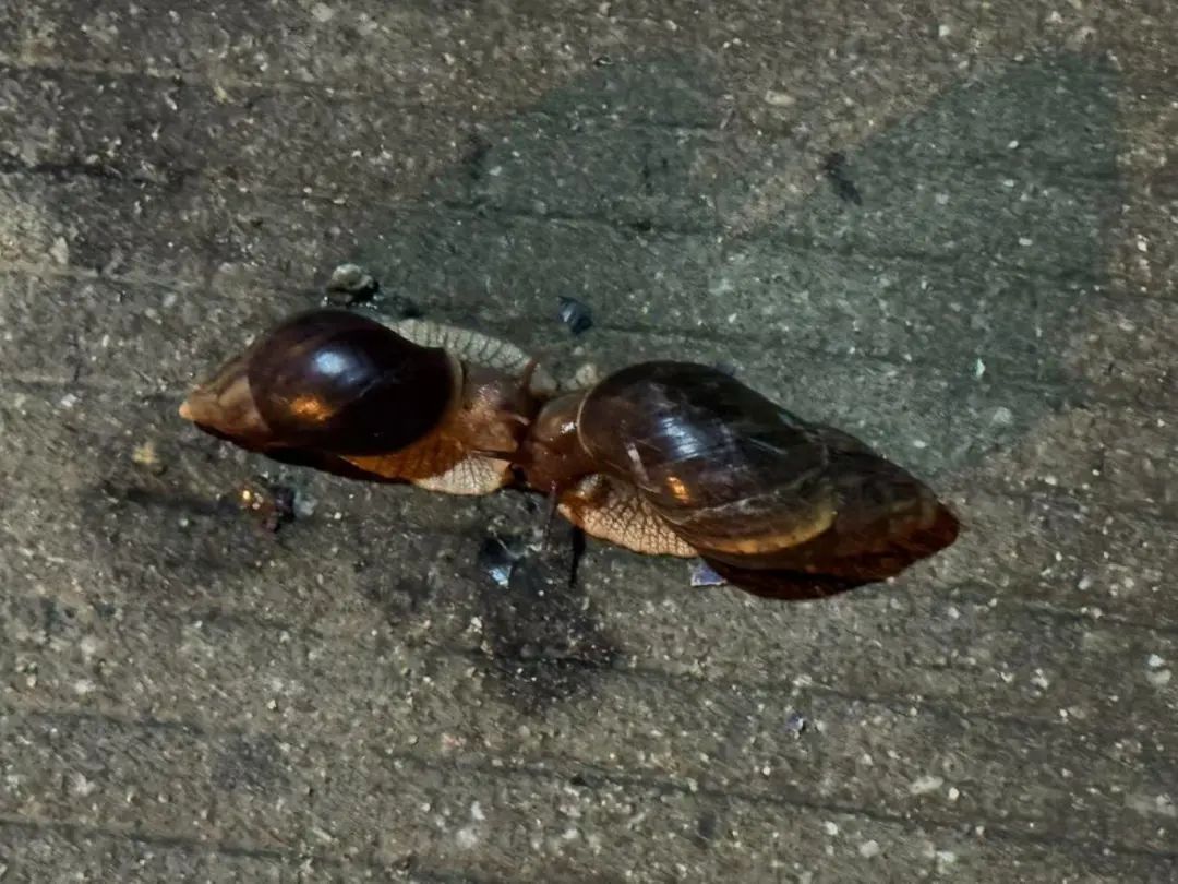 路边大量出现！厦门多人遇到！别碰别捡别吃！有致命危害→