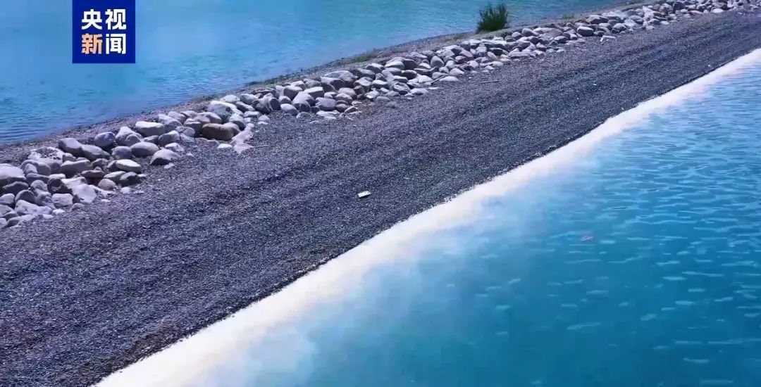 生态奇观!新疆赛里木湖出现独特“花粉海” 生态奇观!新疆赛里木湖出现独特“花粉海”