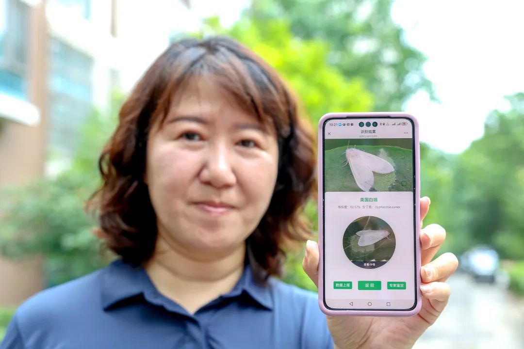 幼虫几天吃光一棵树的树叶!为了它,北京全市设立3222个监测点 幼虫几天吃光一棵树的树叶!为了它,北京全市设立3222个监测点