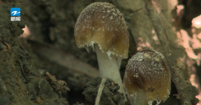 严重可致命!有人吃它中毒,医生:没有特效解毒剂 严重可致命!有人吃它中毒,医生:没有特效解毒剂