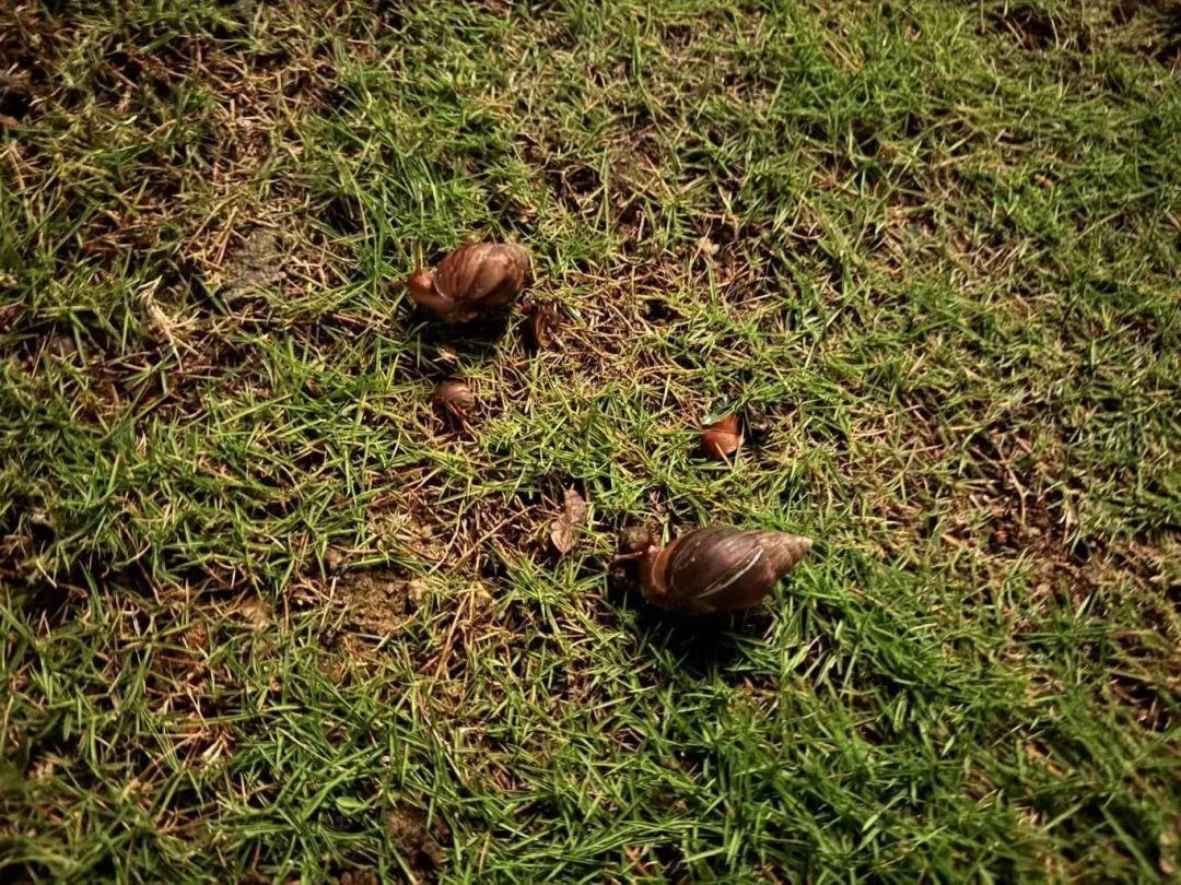 路边大量出现！厦门多人遇到！别碰别捡别吃！有致命危害→