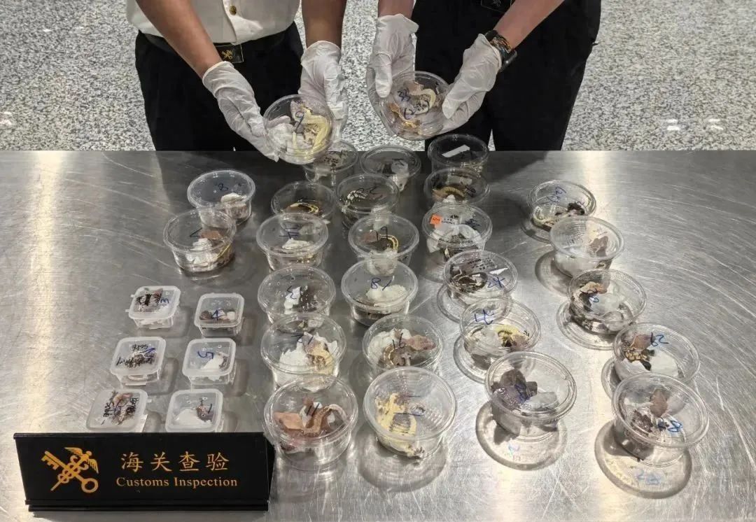 头皮发麻！杭州截获35只活体......