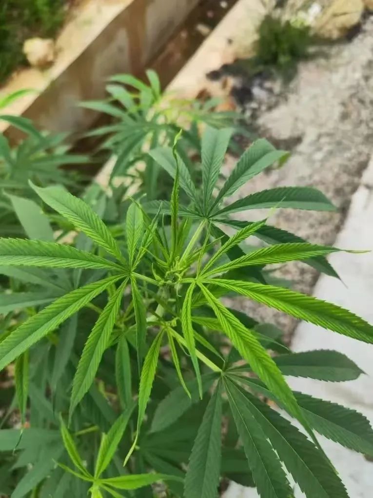 小学生察觉路边植物模样奇特，手机识别一看，立即报警