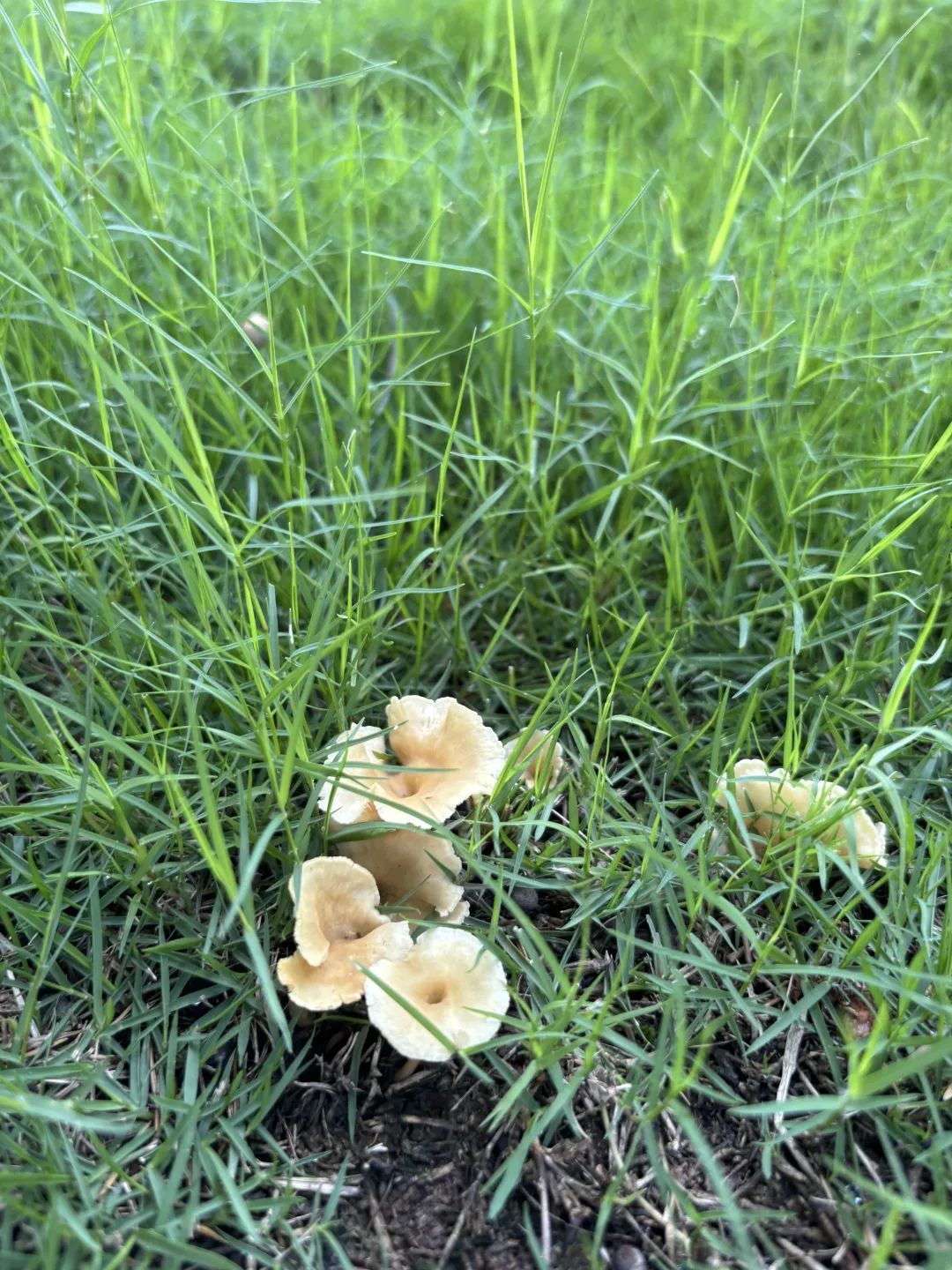 大蜀山捡蘑菇?近期疯长!官方提醒:不要随意采摘食用 大蜀山捡蘑菇?近期疯长!官方提醒:不要随意采摘食用