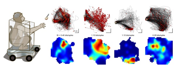 找到了!我国科学家发现大脑里藏着一只“GPS”专门给手导航 找到了!我国科学家发现大脑里藏着一只“GPS”专门给手导航