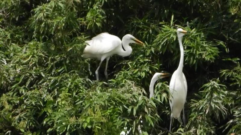 江西南昌:“鹭鸟王国”近2万只小鹭鸟振翅练飞 江西南昌:“鹭鸟王国”近2万只小鹭鸟振翅练飞