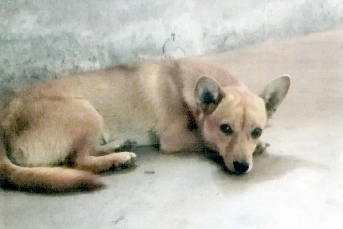 四川一“偷狗惯犯”监外执行期再作案,4天盗4犬获刑一年八月 四川一“偷狗惯犯”监外执行期再作案,4天盗4犬获刑一年八月