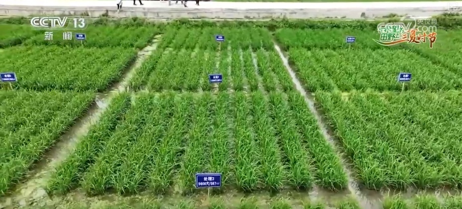 水稻品种田间“竞技”、24小时“哨兵”站岗 多维度解锁智慧“三夏”