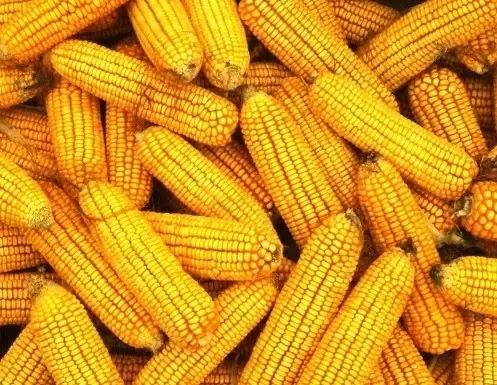 暴雨后,如何管理农作物? 暴雨后,如何管理农作物?