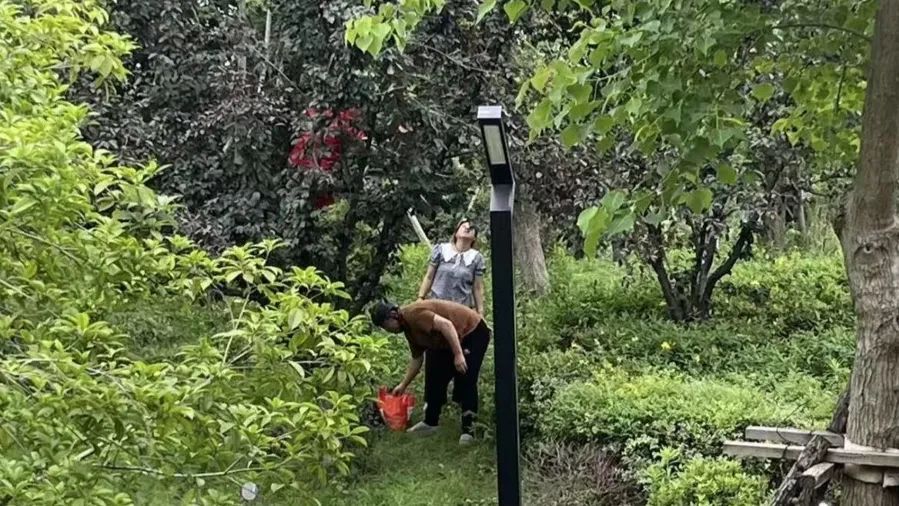 不要摘!不要吃!上海街头正大量出现 不要摘!不要吃!上海街头正大量出现