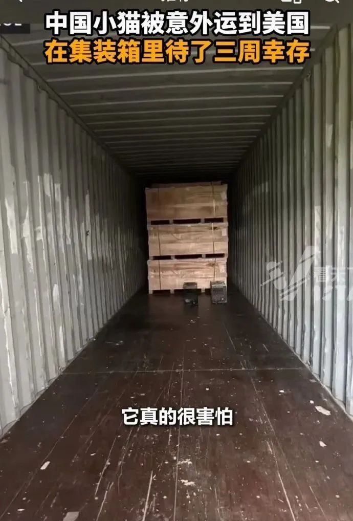 中国小猫被意外运到美国！无食无水的情况下生存了三周