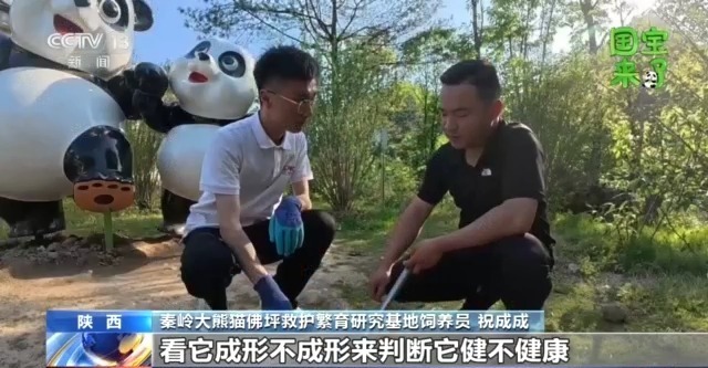 总台记者化身“大熊猫奶爸” 独家揭秘国宝可爱日常 总台记者化身“大熊猫奶爸” 独家揭秘国宝可爱日常