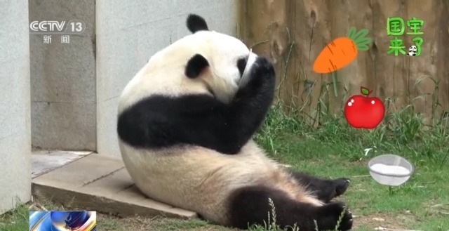 总台记者化身“大熊猫奶爸” 独家揭秘国宝可爱日常 总台记者化身“大熊猫奶爸” 独家揭秘国宝可爱日常