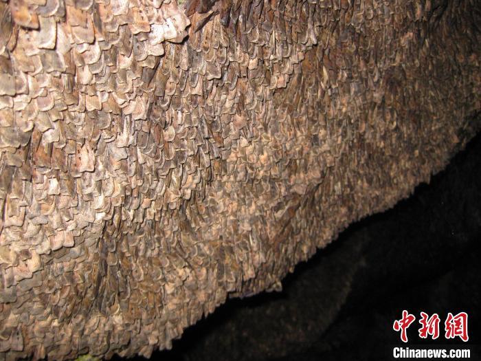 布冈夜蛾何以飞越千里?研究发现或能利用星辰导航 布冈夜蛾何以飞越千里?研究发现或能利用星辰导航