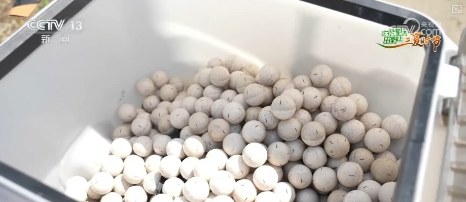 以种适地、以虫治虫……科技赋能“三夏” “智慧种地”绘就好“丰”景 以种适地、以虫治虫……科技赋能“三夏” “智慧种地”绘就好“丰”景