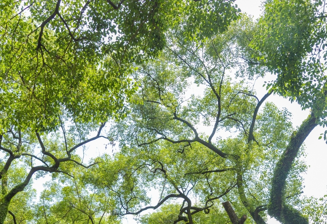 二十四节气|今日夏至 二十四节气|今日夏至