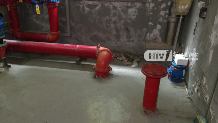 杭州一写字楼内出现“小狐狸”？兽医院院长：普通的宠物小狗，像狐狸犬