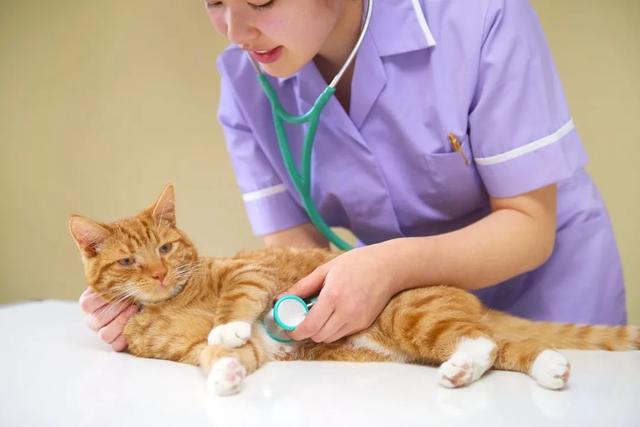 全国首个!“宠物”本科专业来了 全国首个!“宠物”本科专业来了