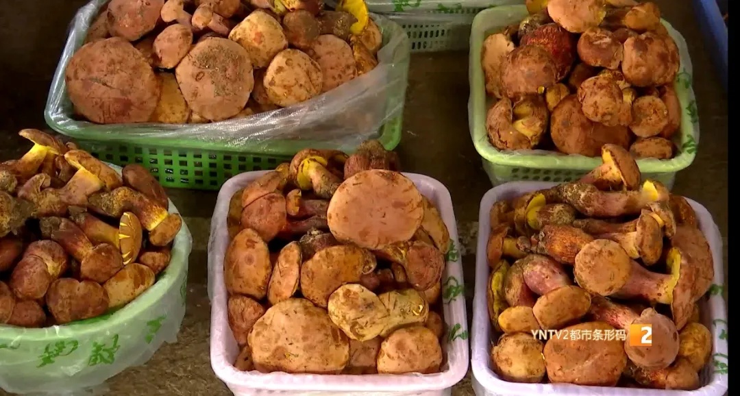 主打新鲜!清早采摘下午开抢!昆明这里的"车尾菌市"火啦 主打新鲜!清早采摘下午开抢!昆明这里的"车尾菌市"火啦