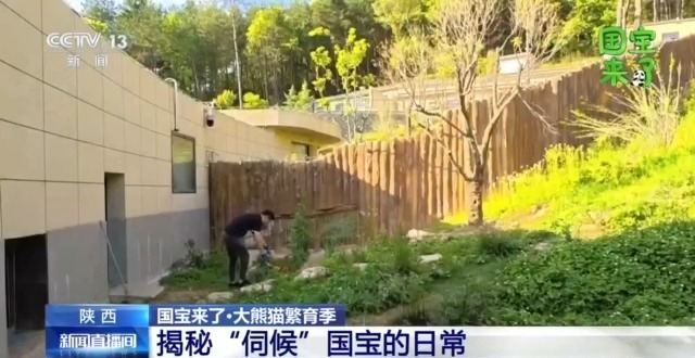 总台记者化身“大熊猫奶爸” 独家揭秘国宝可爱日常 总台记者化身“大熊猫奶爸” 独家揭秘国宝可爱日常