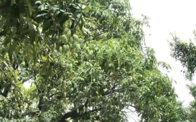 “水果皇帝”免费捡?广东街头莲雾大量掉落!不建议吃!看看就好啦~ “水果皇帝”免费捡?广东街头莲雾大量掉落!不建议吃!看看就好啦~