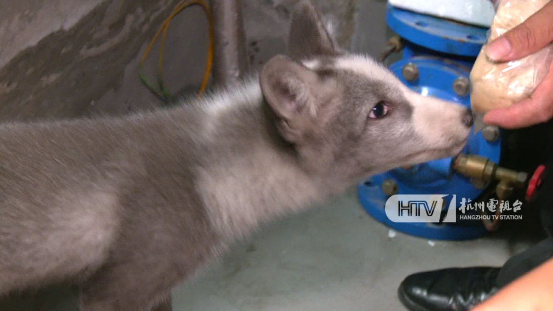 杭州一写字楼内出现“小狐狸”? 它的真实身份是...... 杭州一写字楼内出现“小狐狸”? 它的真实身份是......