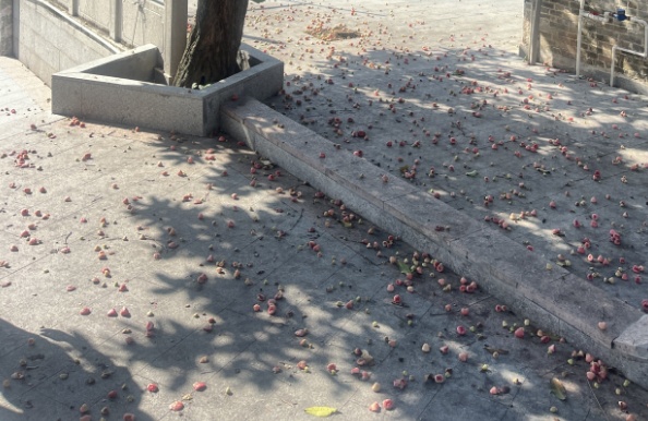 “水果皇帝”免费捡?广东街头莲雾大量掉落!不建议吃!看看就好啦~ “水果皇帝”免费捡?广东街头莲雾大量掉落!不建议吃!看看就好啦~