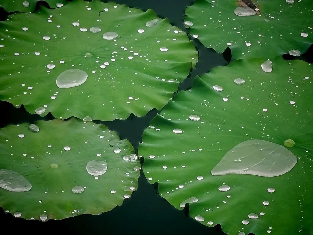 今日夏至,要做这些事! 今日夏至,要做这些事!
