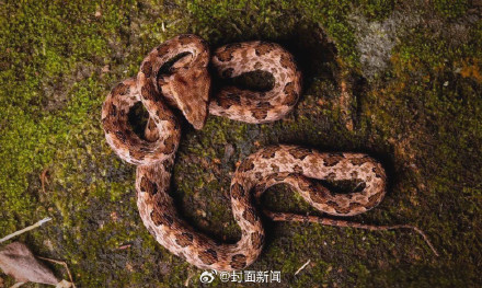 四川八旬老人被毒蛇咬伤后续：“真凶”或是原矛头蝮