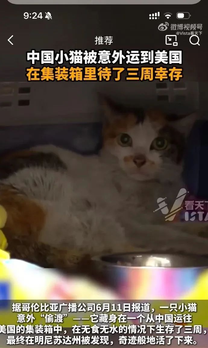 中国小猫被意外运到美国！无食无水的情况下生存了三周